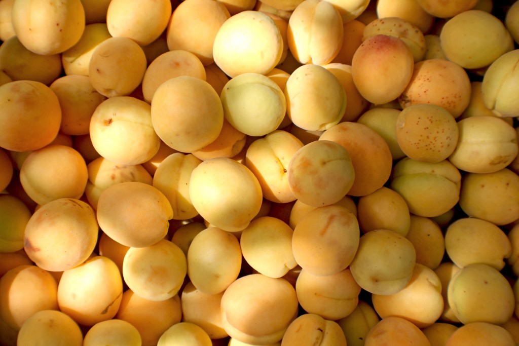 It's Apricot Season in Armenia Let the Picking Begin! [PHOTO] The