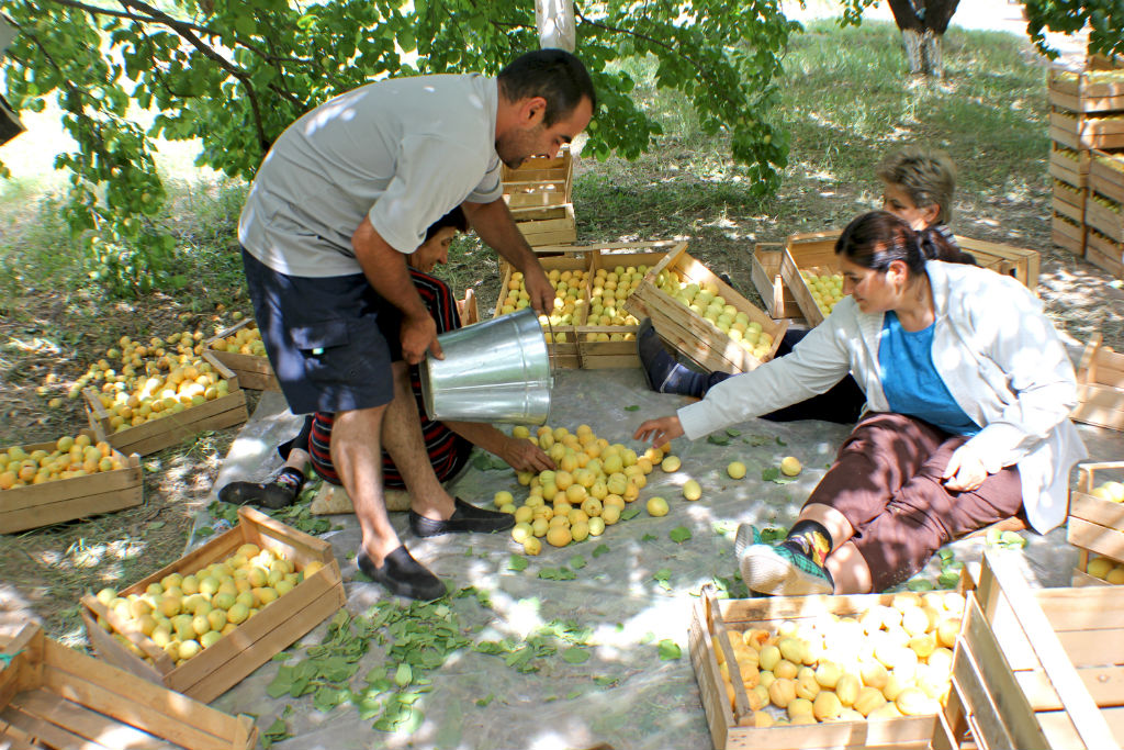 It's Apricot Season in Armenia Let the Picking Begin! [PHOTO] The