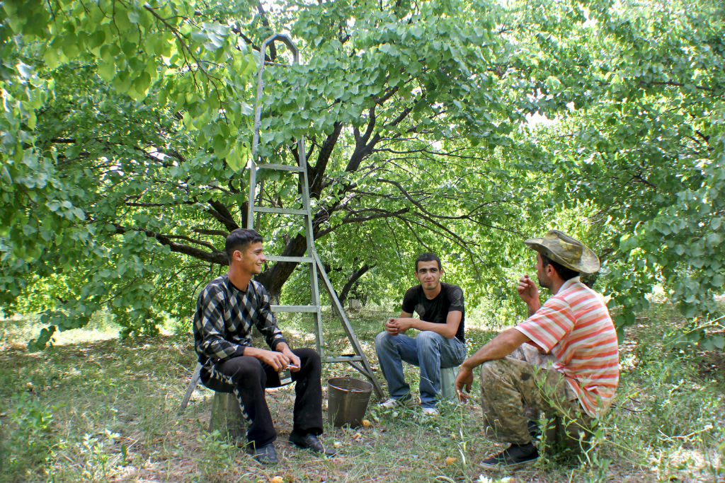 It's Apricot Season in Armenia Let the Picking Begin! [PHOTO] The