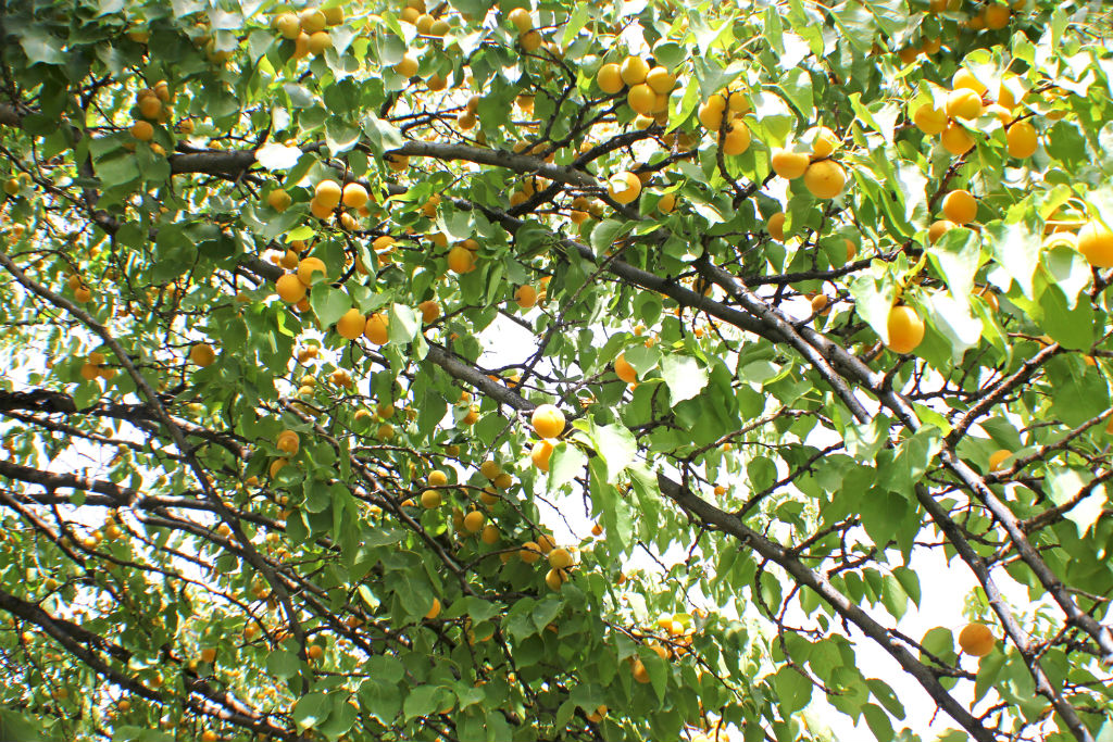 Apricots - The Armenite - Tatevik Vardanyan